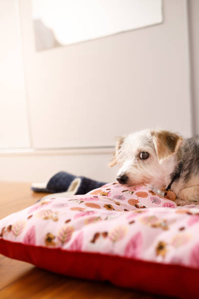 istock Female dog lying on her bed looking suspicious 1301839111