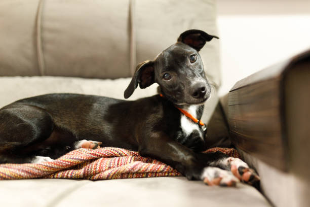 Puppy with tilted head and crossed paws lying on sofa