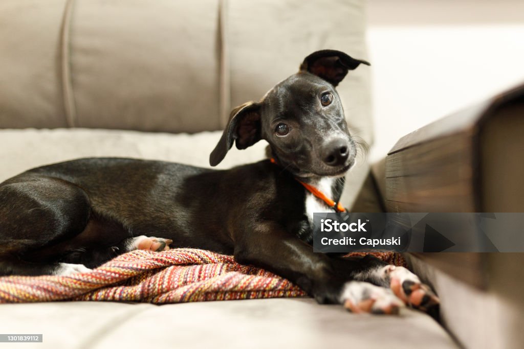 Puppy with tilted head and crossed paws lying on sofa Cats and dogs at home Dog Stock Photo