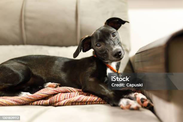 Puppy With Tilted Head And Crossed Paws Lying On Sofa Stock Photo - Download Image Now