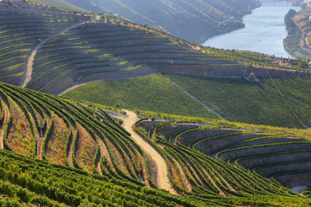 viste mozzafiato sui vigneti e sul fiume douro da valenã§a do douro, portogallo - the douro foto e immagini stock