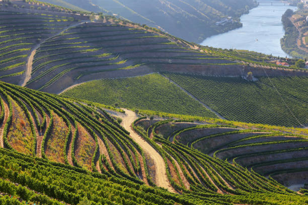 ポルトガルのドウロを望む、ドウロのブドウ畑と川の素晴らしい景色 - mountain region ストックフォトと画像