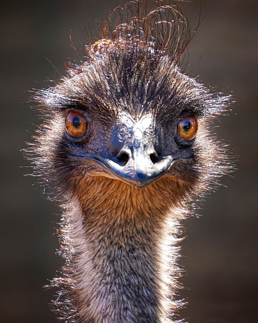 Close up portrait of wild mother emu foraging in Australian bushland