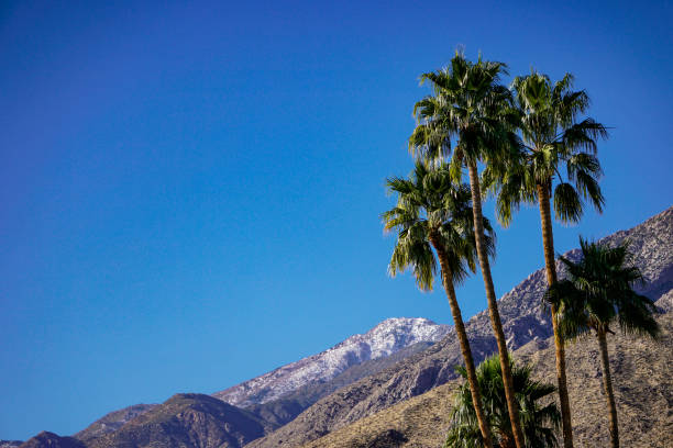 istock Palm Trees and Snow Mountains 1301839322