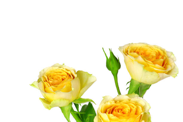 istock A yellow rose isolated on white background. Flowers isolated. Copy space. Postcard. Place for text. Gardening 1301840371