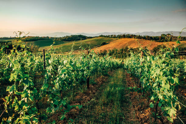 istock chianti region vineyard in italy 1301840478