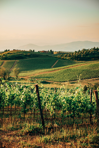 Hills of Oltrepo Pavese, Pavia province, Lombardy, Italy, at springtime. Vineyards