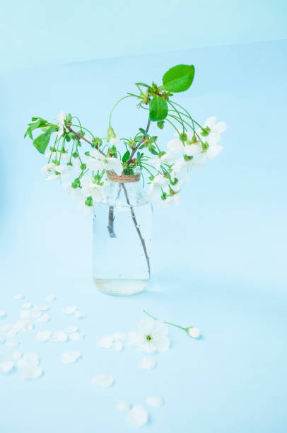 istock Beautiful and tender cherry tree flowers in a glass vase. 1301841510