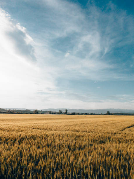 istock gold meadow in italy 1301842467