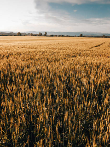 istock gold meadow in italy 1301842479