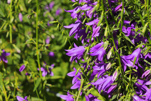 Campanula rapunculoides (field bellflower) Campanula rapunculoides flowers (Acker-Glockenblume), known by the common names creeping bellflower or rampion bellflower. campanula stock pictures, royalty-free photos & images