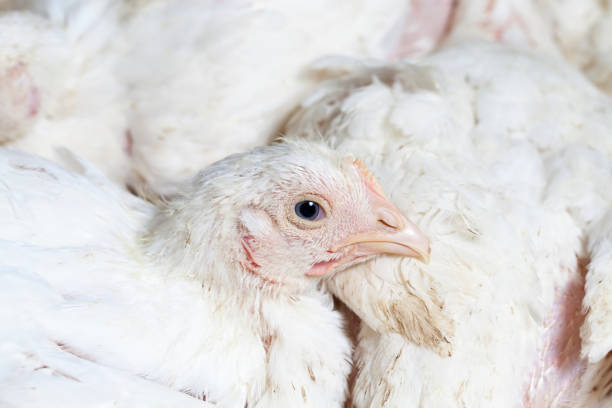 istock broiler breed of chicken 1301843553