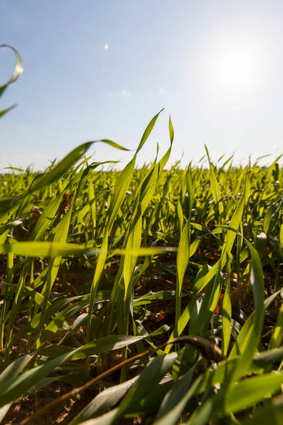 istock grass in the autumn season 1301843608