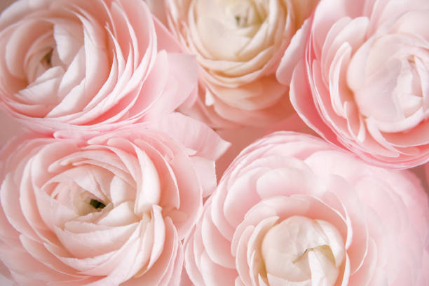 Ranunculus pink flowers close-up background Ranunculus pale pink spring flowers close-up background. Walpaper, space for text. buttercup family stock pictures, royalty-free photos & images