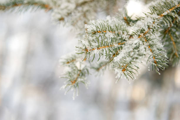 istock Brunch of pine tree covered with fresh snow 1301844372