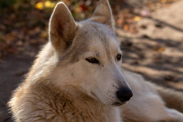 istock White dog that looks like wolf. Close up - headshot 1301845424