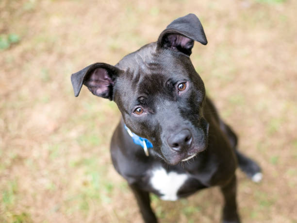 istock A Pit Bull Terrier mixed breed dog with a head tilt 1301846549