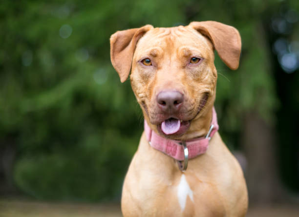 istock A happy red Hound x Retriever mixed breed dog 1301846584