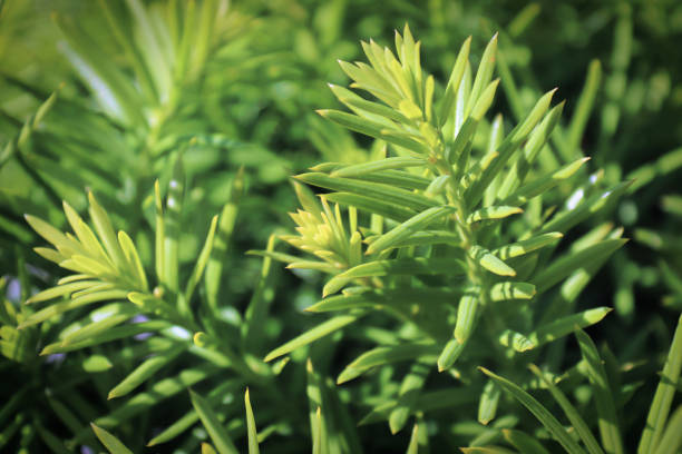 Background macro of a needles on a Hicks Yew.