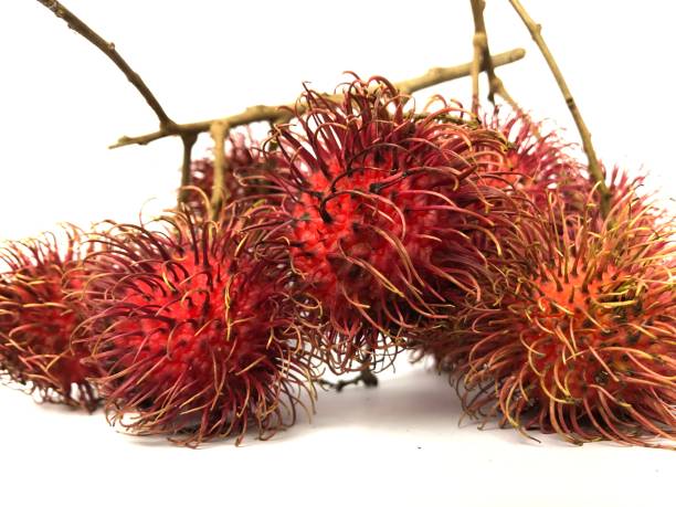 istock Rambutan original fruit of indonesia 1301848250
