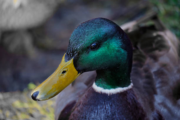 One mallard duck close-up with yellow beack, rich emerald coloured plummage and a bright shiny eye.