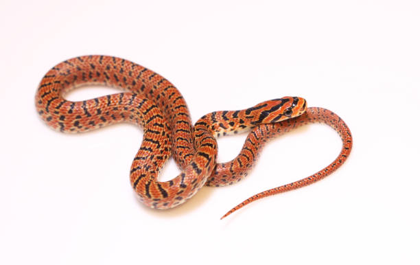 istock Snake baby closeup 1301850835