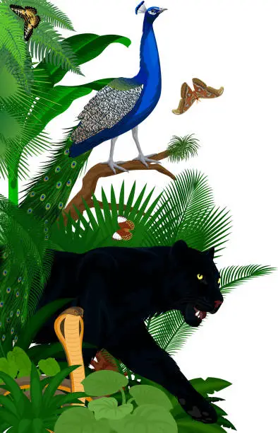 Vector illustration of Vector jungle rainforest foliage vertical border illustration with King cobra, black panther, male peacock peafowl and butterflies