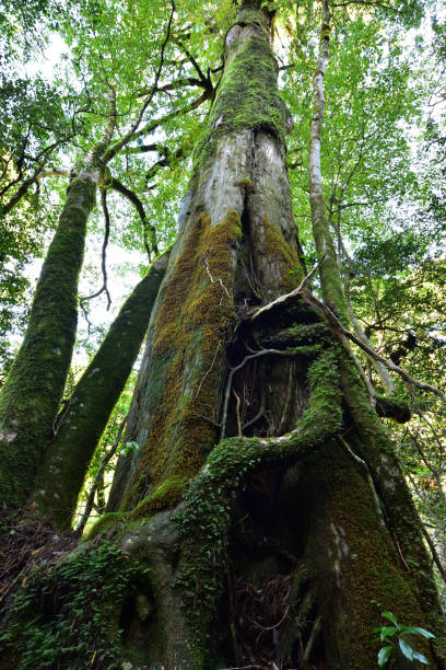 istock Deep cedar forest of Yakushima, Japan 1301855132