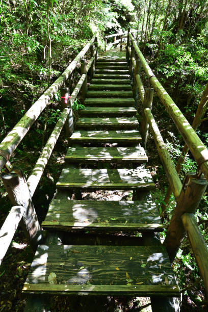 istock Deep cedar forest of Yakushima, Japan 1301855179