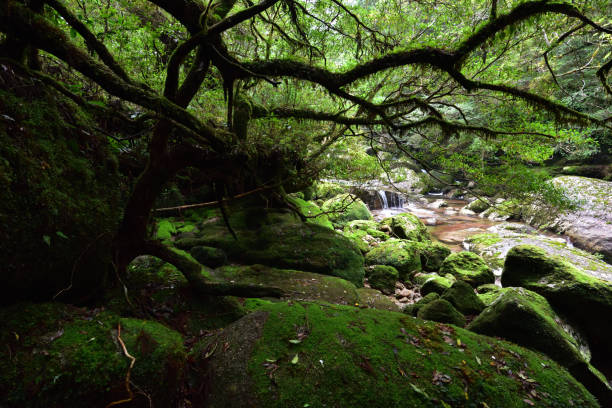 istock Deep cedar forest of Yakushima, Japan 1301855236