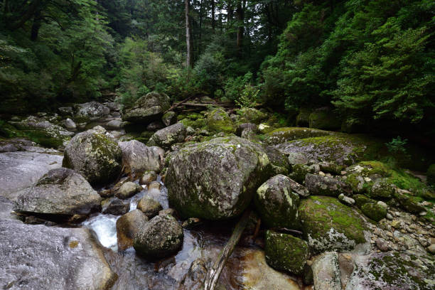istock Deep cedar forest of Yakushima, Japan 1301855242