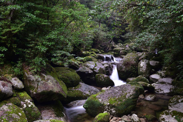 istock Deep cedar forest of Yakushima, Japan 1301855253