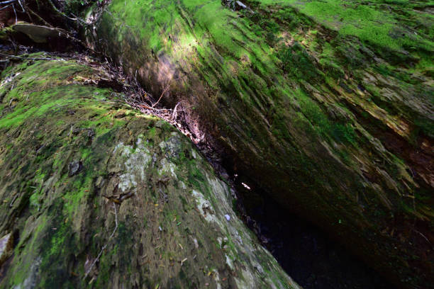 istock Deep cedar forest of Yakushima, Japan 1301855285