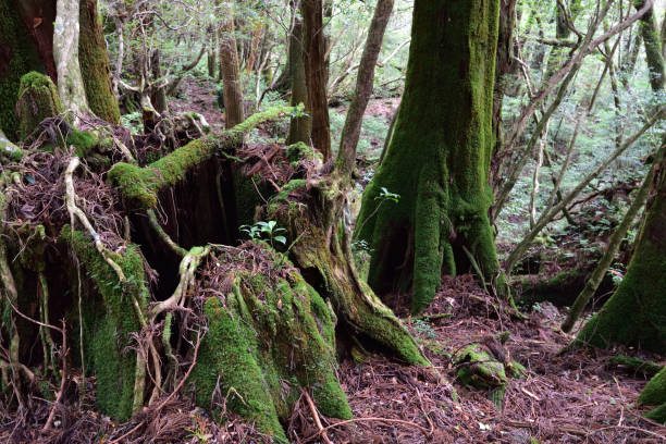 istock Deep cedar forest of Yakushima, Japan 1301855375