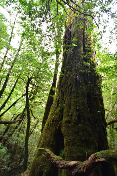istock Deep cedar forest of Yakushima, Japan 1301855391