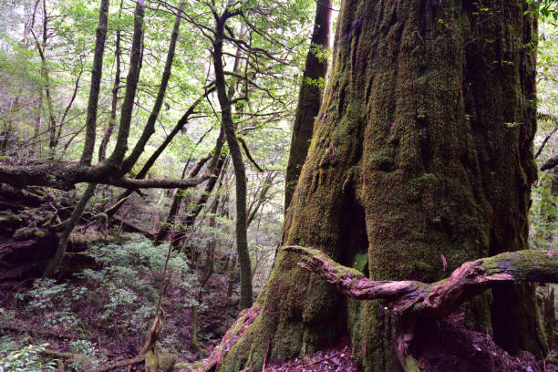 istock Deep cedar forest of Yakushima, Japan 1301855950