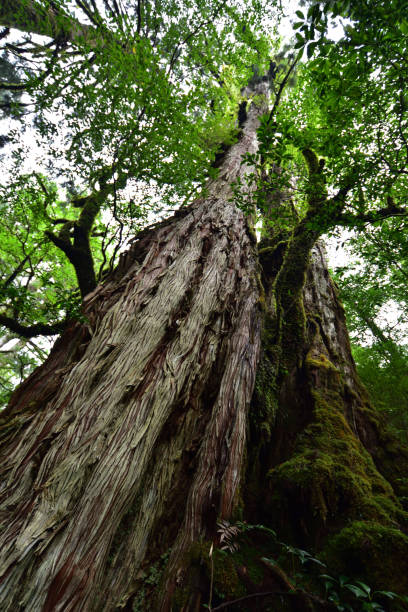 istock Deep cedar forest of Yakushima, Japan 1301855954