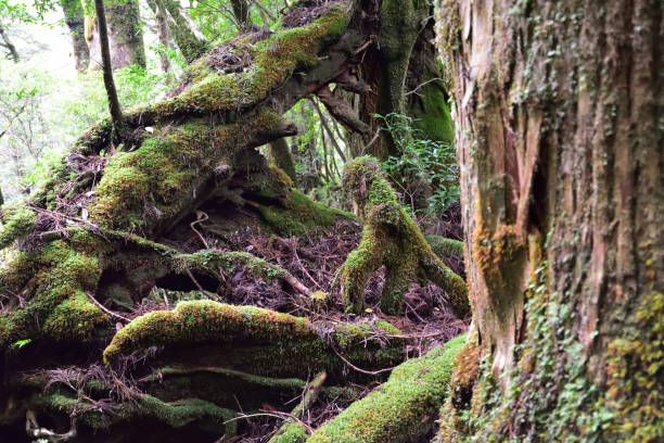istock Deep cedar forest of Yakushima, Japan 1301855955