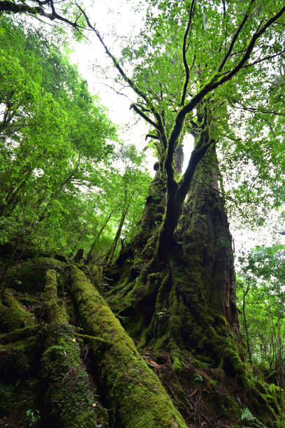 istock Deep cedar forest of Yakushima, Japan 1301855959