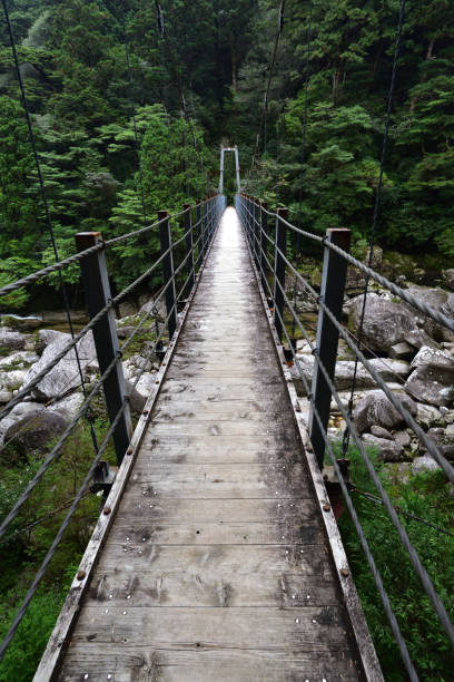 istock Deep cedar forest of Yakushima, Japan 1301856852