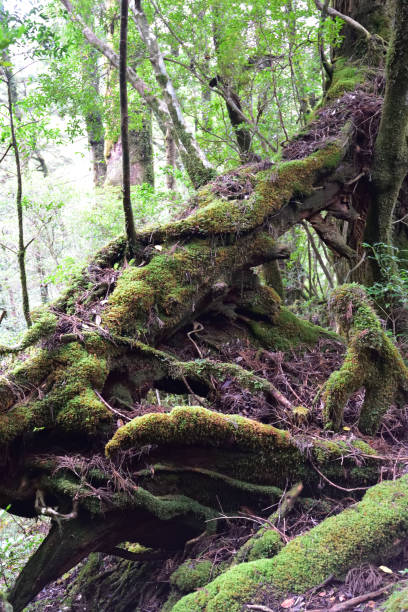 istock Deep cedar forest of Yakushima, Japan 1301856864