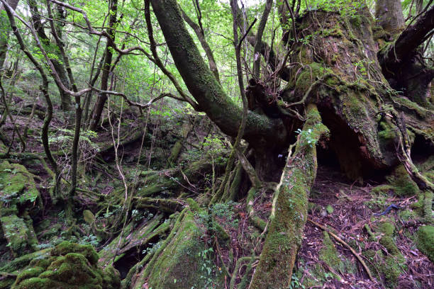 istock Deep cedar forest of Yakushima, Japan 1301856866