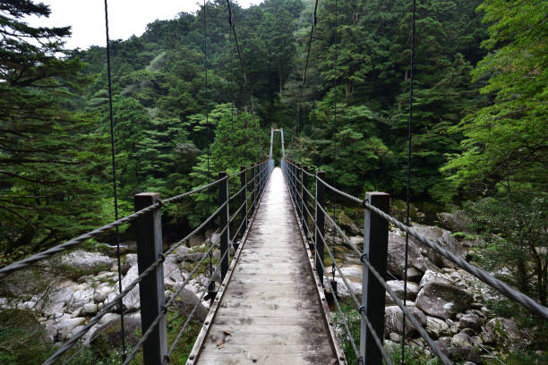 istock Deep cedar forest of Yakushima, Japan 1301856873