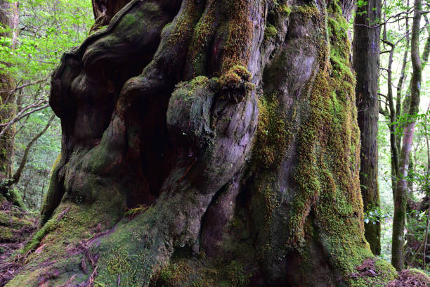 istock Deep cedar forest of Yakushima, Japan 1301856901