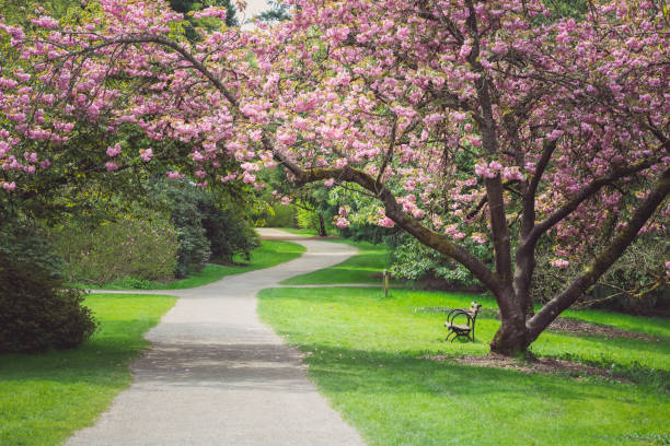 cherry blossom tree stretching out over path - scenics pedestrian walkway footpath bench imagens e fotografias de stock