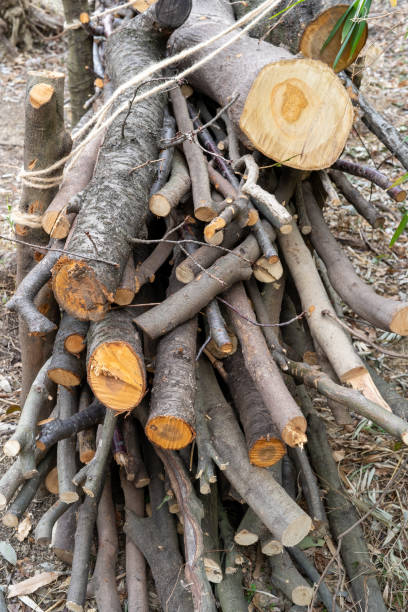 istock Trees on the felled slope 1301859701