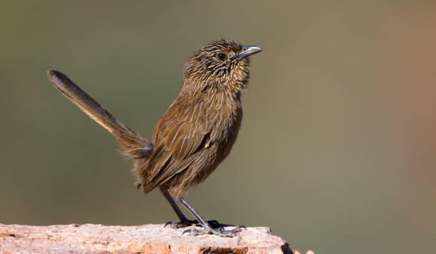 The Dusky grasswren was asked to leave by march and is obstinately staying stock photo