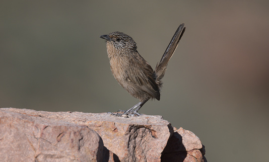 Dusky Grasswren Amytornis purnelli, lives on the grassed slopes high above beautiful Alice Springs.