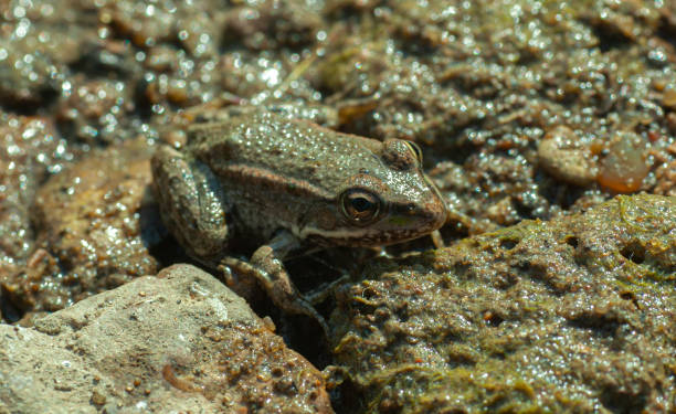 istock green frog in swamp 1301863844