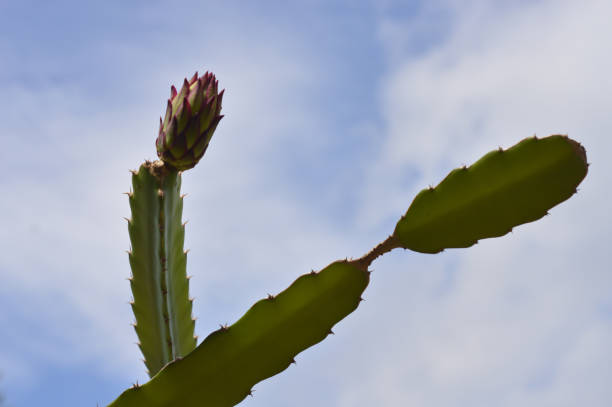 This dragon fruit plant has appeared flowers that will become fruit with a bright blue sky Lampung tengah, 4 Feb 21 This dragon fruit plant has appeared flowers that will become fruit with a bright blue sky dragon fruit flower stock pictures, royalty-free photos & images